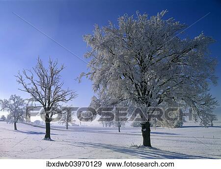 "Hoarfrost in Murnau Moor, Murnau, Upper Bavaria, Bavaria, Germany, Europe" View Large Photo Image Stock Photo - "Hoarfrost in Murnau Moor, Murnau, Upper Bavaria, Bavaria, Germany, Europe". Fotosearch