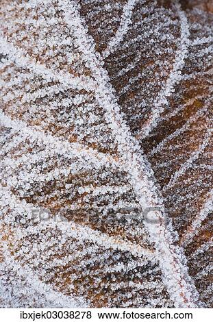Hoarfrost on a leaf View Large Photo Image Stock Photo - Hoarfrost on a leaf. Fotosearch