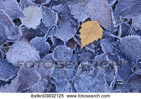 "Hoarfrost on birch leaves, Brandenburg, Germany, Europe" View Large Photo Image Stock Photography - "Hoarfrost on birch leaves, Brandenburg, Germany, Europe". Fotosearch