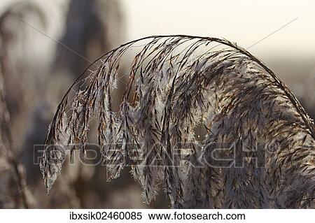 "Hoarfrost on reeds, Federsee lake district, near Bad Buchau, Upper Swabia, Baden-Wuerttemberg, Germany, Europe" View Large Photo Image Stock Photography - "Hoarfrost on reeds, Federsee lake district, near Bad Buchau, Upper Swabia, Baden-Wuerttemberg, Germany, Europe". Fotosearch