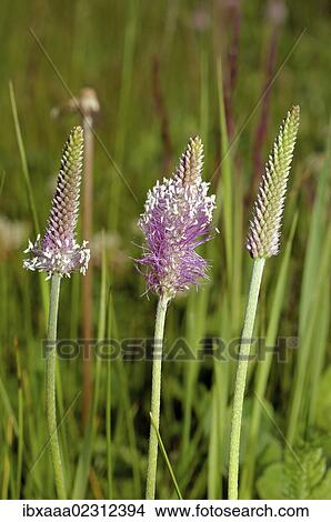 "Hoary plantain (Plantago media), Baikal, Siberia, Russian Federation, Eurasia" View Large Photo Image Picture - "Hoary plantain (Plantago media), Baikal, Siberia, Russian Federation, Eurasia". Fotosearch