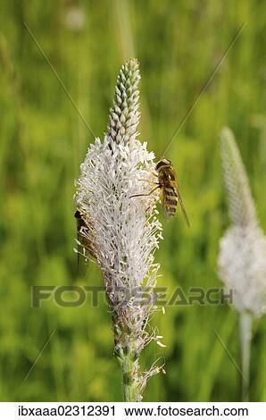 "Hoary plantain (Plantago media), Baikal, Siberia, Russian Federation, Eurasia" View Large Photo Image Stock Image - "Hoary plantain (Plantago media), Baikal, Siberia, Russian Federation, Eurasia". Fotosearch