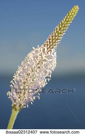 "Hoary plantain (Plantago media), Baikal, Siberia, Russian Federation, Eurasia" View Large Photo Image Stock Photo - "Hoary plantain (Plantago media), Baikal, Siberia, Russian Federation, Eurasia". Fotosearch