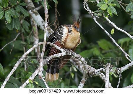 Stock Photo - "Hoatzin (Opisthocomus hoazin), Tambopata Nature Reserve, Madre de Dios Region, Peru, South America". Fotosearch