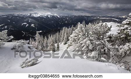 "Hochschwab Range with a winter forest covered in deep snow, Mt Wildkamm, Murzsteg Alps, Styria, Austria, Europe" View Large Photo Image Stock Photography - "Hochschwab Range with a winter forest covered in deep snow, Mt Wildkamm, Murzsteg Alps, Styria, Austria, Europe". Fotosearch