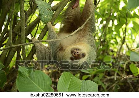 "Hoffmann's two-toed sloth (Choloepus hoffmanni), hanging upside down in a tree, La Fortuna, Costa Rica, Central America, North America" View Large Photo Image Stock Image - "Hoffmann's two-toed sloth (Choloepus hoffmanni), hanging upside down in a tree, La Fortuna, Costa Rica, Central America, North America". Fotosearch
