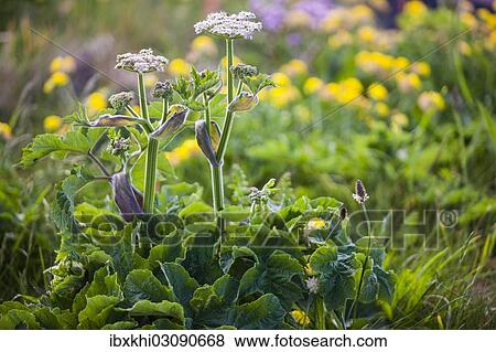 "Hogweed (Heracleum), Cornwall, England, United Kingdom, Europe" View Large Photo Image Stock Photo - "Hogweed (Heracleum), Cornwall, England, United Kingdom, Europe". Fotosearch