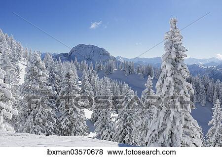 "Hoher Straussberg Mountain, seen from Tegel Mountain, Tegelberg, Ammergauer Alpen, Schwangau, Ostallgau, Allgau, Schwabia, Bavaria, Germany, Europe" View Large Photo Image Stock Photo - "Hoher Straussberg Mountain, seen from Tegel Mountain, Tegelberg, Ammergauer Alpen, Schwangau, Ostallgau, Allgau, Schwabia, Bavaria, Germany, Europe". Fotosearch