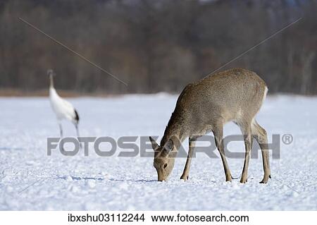 Picture - "Hokkaido sika deer, Spotted deer or Japanese deer (Cervus nippon yesoensis), foraging for food in the snow, Shitsugen Nationalpark, Kushiro, Hokkaido, Japan, Asia". Fotosearch