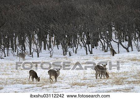 "Hokkaido sika deer, Spotted deer or Japanese deer (Cervus nippon yesoensis), standing in a snow-covered landscape, Shiretoko Nationalpark, Rausu, Hokkaido, Japan, Asia" View Large Photo Image Stock Image - "Hokkaido sika deer, Spotted deer or Japanese deer (Cervus nippon yesoensis), standing in a snow-covered landscape, Shiretoko Nationalpark, Rausu, Hokkaido, Japan, Asia". Fotosearch