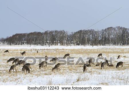 Stock Image - "Hokkaido sika deer, Spotted deer or Japanese deer (Cervus nippon yesoensis), feeding in a snow-covered landscape, Shiretoko Nationalpark, Rausu, Hokkaido, Japan, Asia". Fotosearch