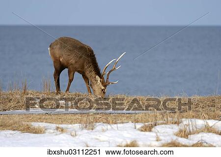Stock Image - "Hokkaido sika deer, Spotted deer or Japanese deer (Cervus nippon yesoensis), male, stag, foraging for food, Sea of â€‹â€‹Okhotsk at back, Shiretoko Nationalpark, Rausu, Hokkaido, Japan, Asia". Fotosearch