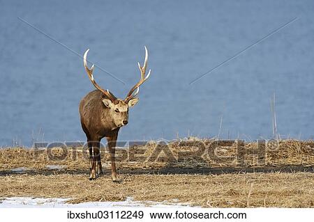 "Hokkaido sika deer, Spotted deer or Japanese deer (Cervus nippon yesoensis), male, stag, Shiretoko Nationalpark, Rausu, Hokkaido, Japan, Asia" View Large Photo Image Stock Photo - "Hokkaido sika deer, Spotted deer or Japanese deer (Cervus nippon yesoensis), male, stag, Shiretoko Nationalpark, Rausu, Hokkaido, Japan, Asia". Fotosearch