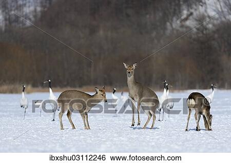 "Hokkaido sika deer, Spotted deer or Japanese deer (Cervus nippon yesoensis), hinds, Red-crowned Cranes, Japanese Cranes or Manchurian Cranes (Grus japonensis), at back, Shitsugen Nationalpark, Kushiro, Hokkaido, Japan, Asia" View Large Photo Image Stock Photograph - "Hokkaido sika deer, Spotted deer or Japanese deer (Cervus nippon yesoensis), hinds, Red-crowned Cranes, Japanese Cranes or Manchurian Cranes (Grus japonensis), at back, Shitsugen Nationalpark, Kushiro, Hokkaido, Japan, Asia". Fotosearch