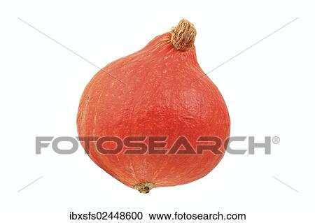 Hokkaido squash (Cucurbita maxima) View Large Photo Image Stock Image - Hokkaido squash (Cucurbita maxima). Fotosearch