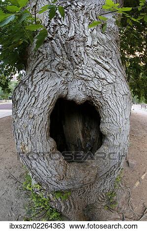 Stock Image - "Hole in a tree trunk, Zion National Park, Utah, USA". Fotosearch