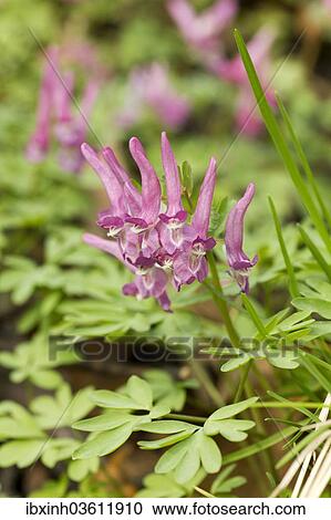 "Holewort (Corydalis cava), Germany, Europe" View Large Photo Image Stock Image - "Holewort (Corydalis cava), Germany, Europe". Fotosearch