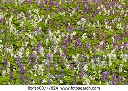 "Hollow larkspur (Corydalis cava), blooming, Hainich National Park, Thuringia, Germany, Europe" View Large Photo Image Picture - "Hollow larkspur (Corydalis cava), blooming, Hainich National Park, Thuringia, Germany, Europe". Fotosearch