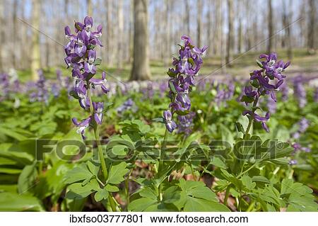 "Hollow larkspur (Corydalis cava), blooming, Hainich National Park, Thuringia, Germany, Europe" View Large Photo Image Stock Image - "Hollow larkspur (Corydalis cava), blooming, Hainich National Park, Thuringia, Germany, Europe". Fotosearch