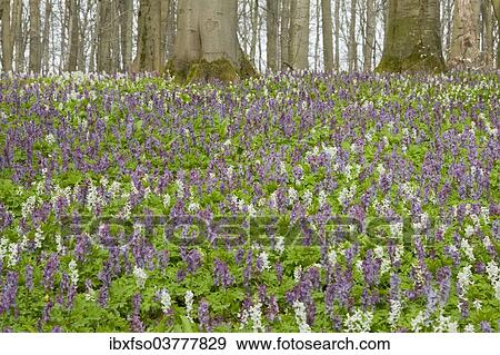 "Hollow larkspur (Corydalis cava), blooming, Hainich National Park, Thuringia, Germany, Europe" View Large Photo Image Stock Photo - "Hollow larkspur (Corydalis cava), blooming, Hainich National Park, Thuringia, Germany, Europe". Fotosearch