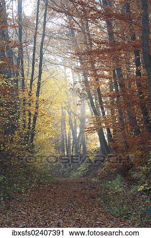 "Hollow-way in an autumnal deciduous forest, Bissenberg mountain, Leun, Hesse, Germany, Europe" View Large Photo Image Stock Image - "Hollow-way in an autumnal deciduous forest, Bissenberg mountain, Leun, Hesse, Germany, Europe". Fotosearch