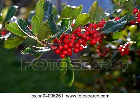 "Holly (Ilex aquifolium), Scania, Sweden, Europe" View Large Photo Image Stock Image - "Holly (Ilex aquifolium), Scania, Sweden, Europe". Fotosearch