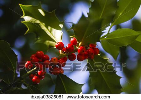 "Holly (Ilex) with red fruits, Germany, Europe" View Large Photo Image Stock Image - "Holly (Ilex) with red fruits, Germany, Europe". Fotosearch