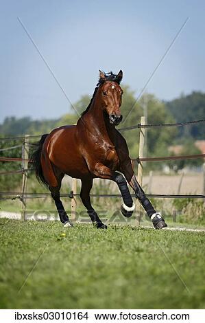 "Holsteiner horse, bay gelding, galloping on meadow, Konstanz, Konstanz, Baden-Wurttemberg, Germany, Europe" View Large Photo Image Picture - "Holsteiner horse, bay gelding, galloping on meadow, Konstanz, Konstanz, Baden-Wurttemberg, Germany, Europe". Fotosearch