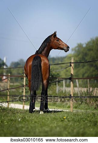 "Holsteiner horse, bay gelding, rear view, standing on a meadow, Konstanz, Konstanz, Baden-Wurttemberg, Germany, Europe" View Large Photo Image Stock Photography - "Holsteiner horse, bay gelding, rear view, standing on a meadow, Konstanz, Konstanz, Baden-Wurttemberg, Germany, Europe". Fotosearch