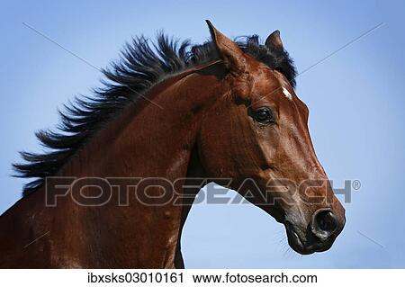 "Holsteiner horse, bay gelding, portrait, flowing mane, galloping, Konstanz, Konstanz, Baden-Wurttemberg, Germany, Europe" View Large Photo Image Stock Image - "Holsteiner horse, bay gelding, portrait, flowing mane, galloping, Konstanz, Konstanz, Baden-Wurttemberg, Germany, Europe". Fotosearch