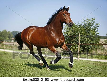 "Holsteiner horse, bay gelding, galloping on a meadow, Konstanz, Konstanz, Baden-Wurttemberg, Germany, Europe" View Large Photo Image Stock Image - "Holsteiner horse, bay gelding, galloping on a meadow, Konstanz, Konstanz, Baden-Wurttemberg, Germany, Europe". Fotosearch