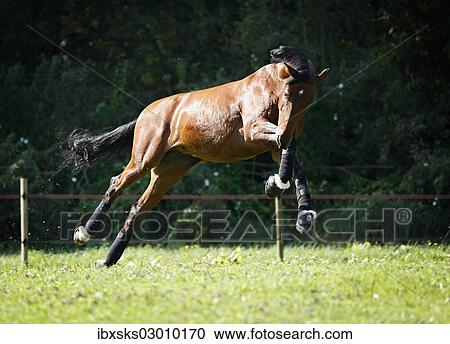 "Holsteiner horse, bay gelding, leap-frogging on a meadow, Konstanz, Konstanz, Baden-Wurttemberg, Germany, Europe" View Large Photo Image Stock Image - "Holsteiner horse, bay gelding, leap-frogging on a meadow, Konstanz, Konstanz, Baden-Wurttemberg, Germany, Europe". Fotosearch