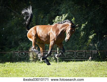 "Holsteiner horse, bay gelding, galloping on meadow, Konstanz, Konstanz, Baden-Wurttemberg, Germany, Europe" View Large Photo Image Stock Image - "Holsteiner horse, bay gelding, galloping on meadow, Konstanz, Konstanz, Baden-Wurttemberg, Germany, Europe". Fotosearch