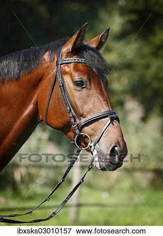 "Holsteiner horse, bay gelding, portrait with bridle, Konstanz, Konstanz, Baden-Wurttemberg, Germany, Europe" View Large Photo Image Stock Photo - "Holsteiner horse, bay gelding, portrait with bridle, Konstanz, Konstanz, Baden-Wurttemberg, Germany, Europe". Fotosearch