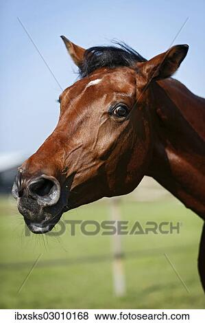 "Holsteiner horse, bay gelding, portrait, shaking head, snorting, Konstanz, Konstanz, Baden-Wurttemberg, Germany, Europe" View Large Photo Image Stock Photo - "Holsteiner horse, bay gelding, portrait, shaking head, snorting, Konstanz, Konstanz, Baden-Wurttemberg, Germany, Europe". Fotosearch