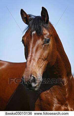 "Holsteiner horse, bay gelding, portrait, Konstanz, Konstanz, Baden-Wurttemberg, Germany, Europe" View Large Photo Image Stock Photograph - "Holsteiner horse, bay gelding, portrait, Konstanz, Konstanz, Baden-Wurttemberg, Germany, Europe". Fotosearch