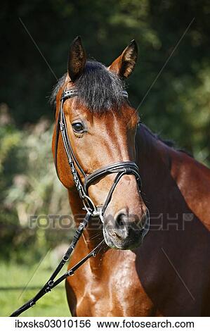 "Holsteiner horse, bay gelding, portrait with bridle, Konstanz, Konstanz, Baden-Wurttemberg, Germany, Europe" View Large Photo Image Stock Photograph - "Holsteiner horse, bay gelding, portrait with bridle, Konstanz, Konstanz, Baden-Wurttemberg, Germany, Europe". Fotosearch