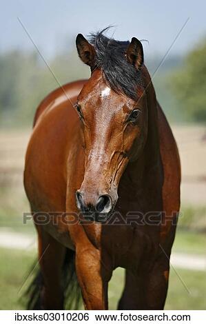 "Holsteiner horse, bay gelding,, Konstanz, Konstanz, Baden-Wurttemberg, Germany, Europe" View Large Photo Image Stock Photograph - "Holsteiner horse, bay gelding,, Konstanz, Konstanz, Baden-Wurttemberg, Germany, Europe". Fotosearch