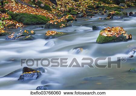 "Holzbach creek in the Holzbachschlucht, Westerwald, Hesse, Germany, Europe" View Large Photo Image Stock Image - "Holzbach creek in the Holzbachschlucht, Westerwald, Hesse, Germany, Europe". Fotosearch