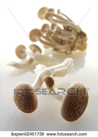 Hon-Shimeji mushrooms View Large Photo Image Stock Photo - Hon-Shimeji mushrooms. Fotosearch