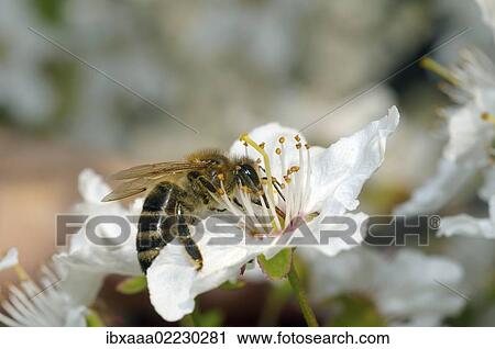 "Honey bee (Apis mellifera) collecting pollen, Ukraine, Eastern Europe, Europe" View Large Photo Image Stock Image - "Honey bee (Apis mellifera) collecting pollen, Ukraine, Eastern Europe, Europe". Fotosearch