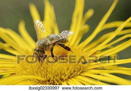 Honey bee (Apis mellifera) collecting nectar on flower of Elecampane or Horse-heal (Inula helenium) View Large Photo Image Stock Photo - Honey bee (Apis mellifera) collecting nectar on flower of Elecampane or Horse-heal (Inula helenium). Fotosearch