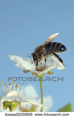 "Honey bee (Apis mellifera) collecting pollen, Ukraine, Eastern Europe, Europe" View Large Photo Image Stock Photograph - "Honey bee (Apis mellifera) collecting pollen, Ukraine, Eastern Europe, Europe". Fotosearch