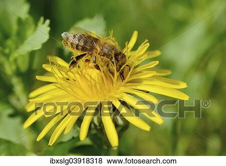 Stock Photo - Honey Bee (Apis mellifera) covered with pollen from collecting honey on a Dandelion (Taraxacum sect. Ruderalia). Fotosearch