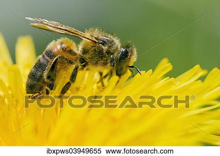 "Honey Bee (Apis mellifera), feeding on Dandelion flower (Taraxacum sp. ), South Wales, United Kingdom, Europe" View Large Photo Image Stock Photography - "Honey Bee (Apis mellifera), feeding on Dandelion flower (Taraxacum sp. ), South Wales, United Kingdom, Europe". Fotosearch