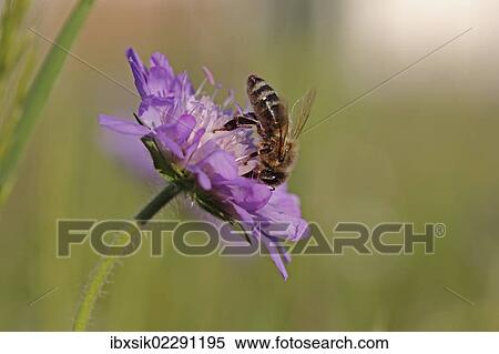 "Honey bee (Apis mellifera) on a Scabious flower (Knautia), Baden-Wuerttemberg, Germany, Europe" View Large Photo Image Stock Photography - "Honey bee (Apis mellifera) on a Scabious flower (Knautia), Baden-Wuerttemberg, Germany, Europe". Fotosearch