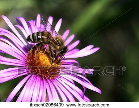Honey Bee (Apis mellifera) on an Alpine aster (Aster alpinus) View Large Photo Image Stock Photo - Honey Bee (Apis mellifera) on an Alpine aster (Aster alpinus). Fotosearch