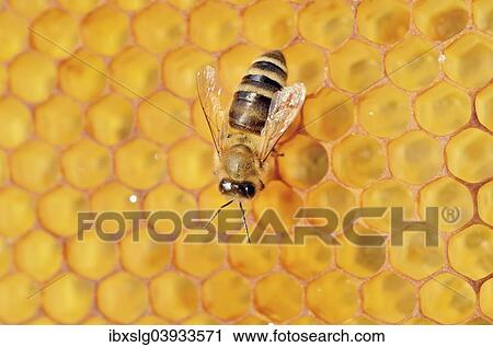Honey Bee (Apis mellifera) on honeycomb View Large Photo Image Stock Image - Honey Bee (Apis mellifera) on honeycomb. Fotosearch