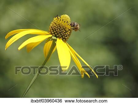 Honey Bee (Apis mellifera) on the flower of a Shiny Coneflower (Rudbeckia nitida) View Large Photo Image Stock Photograph - Honey Bee (Apis mellifera) on the flower of a Shiny Coneflower (Rudbeckia nitida). Fotosearch