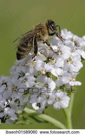 Honey bee (Apis mellifera) on yarrow View Large Photo Image Stock Image - Honey bee (Apis mellifera) on yarrow. Fotosearch